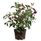 2 Fuchsia Plants Live, Gold and Red Foliage, 6-12 Inch Tall, Autumnale Variety, Trailing Flowering Plant, Ideal for Hanging Baskets