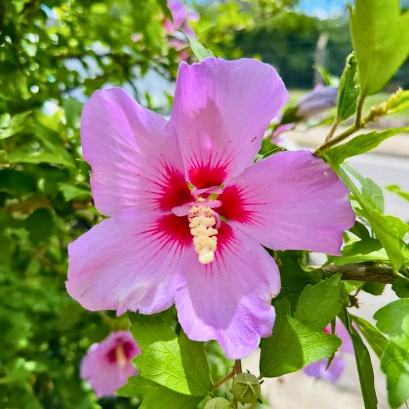 2 Purple Althea Live Plants (Rose of Sharon) | 12–18 Inch Tall Flowering Trees | Hardy Hibiscus Shrubs for Outdoor Planting, Landscaping & Garden Beds
