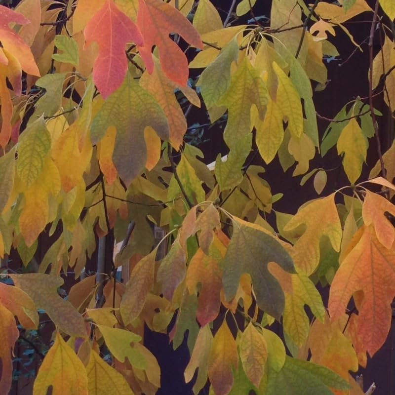 2 Sassafras Tree Live Plant | Sassafras 12–18 Inch Tall | Young Native Trees for Outdoor Growing, Backyard Landscapes & Forest Gardens