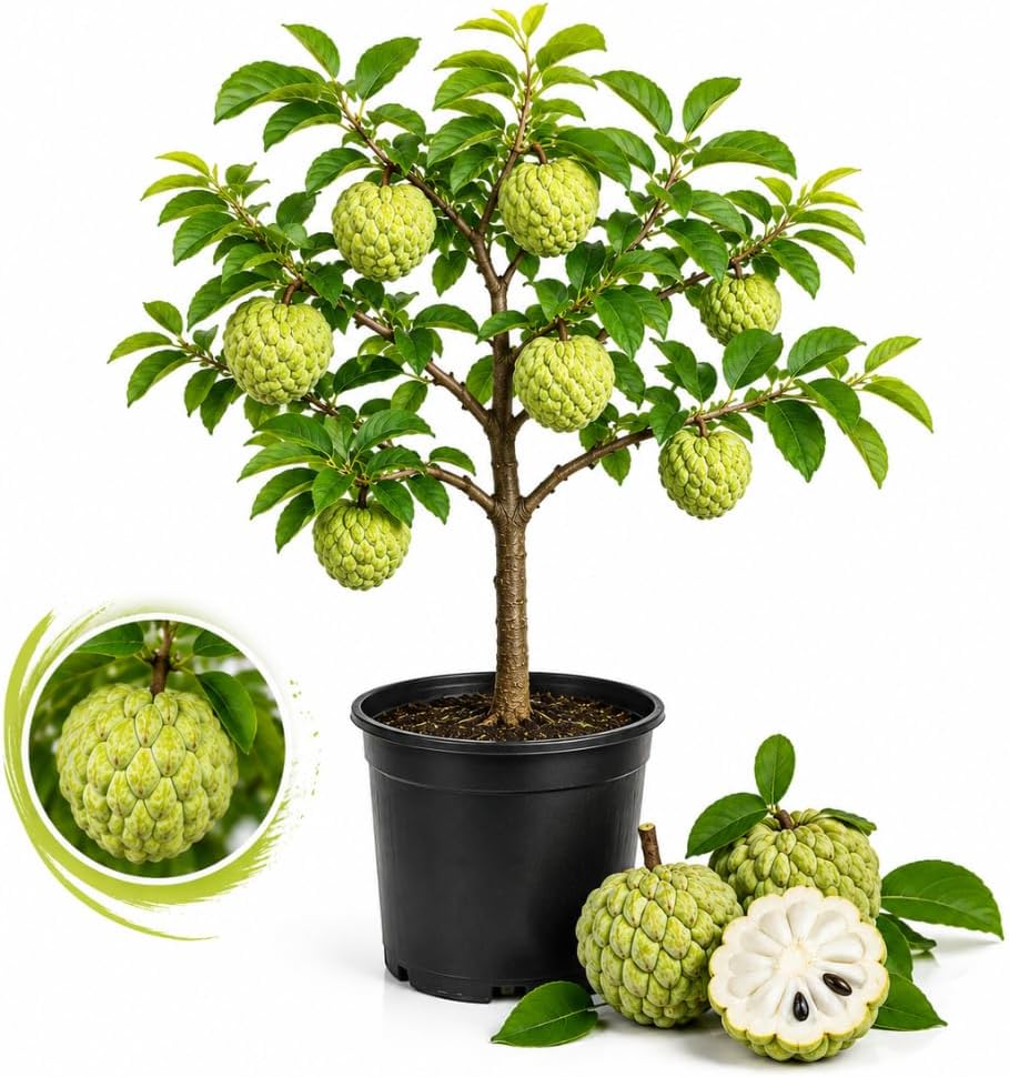 Sugar Apple Fruit Tree, 2-3 Ft Tall, 3 Gallon Pot, Hardy Tropical Fruit Plant for Landscape, Backyard Orchard and Outdoor Garden (No Ship to CA, HI, AK)