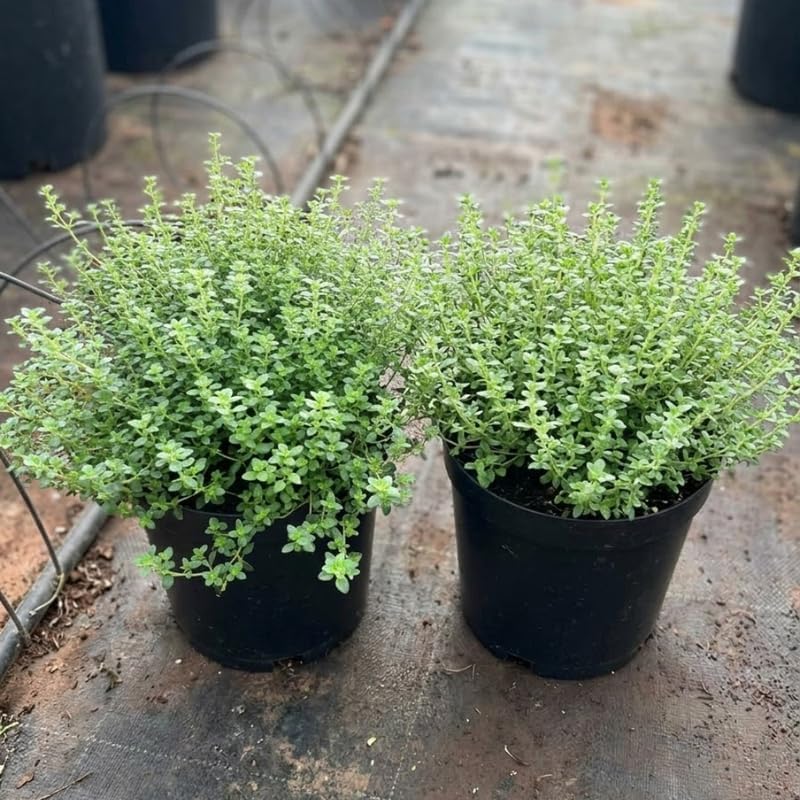Lemon Thyme Plant, 4 Inch Size, Low Maintenance Edible Groundcover for Sunny Kitchen Gardens and Patios