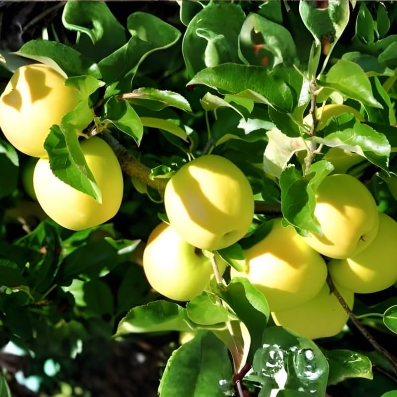 (No Ship to CA,HI,AK) Golden Delicious Apple Tree, Malus Domestica Starter, 5 Gal Pot, Cold-Hardy Edible Yellow Apple Tree for Large Pots and Home Gardens