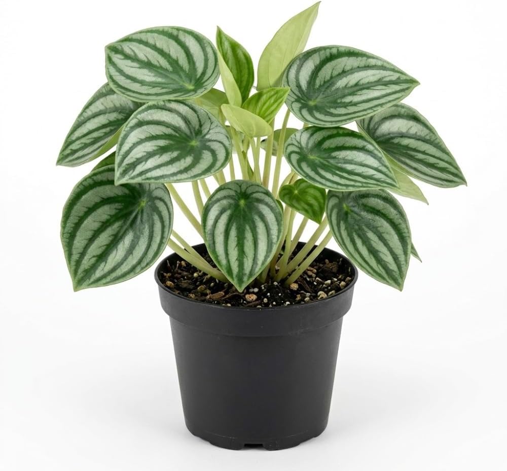 Peperomia Live Plant, Peperomia Watermelon Houseplant in 4'' Inch Pot, Easy Indoor Plant Live for Shelves, Desks & Small Spaces