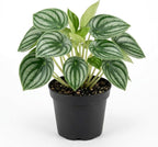 Peperomia Live Plant, Peperomia Watermelon Houseplant in 4'' Inch Pot, Easy Indoor Plant Live for Shelves, Desks & Small Spaces
