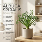 Frizzle Sizzle Plant, 4" Potted Albuca Spiralis Plant, High-Vigor Low Maintenance Spiral Succulent for Bright Windowsills, Striking Curly Foliage