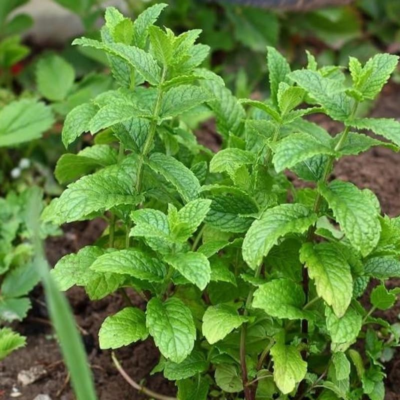 Chocolate Mint Plants Live, Mint Plants for Inside and Home Décor, 3-Inch Potted Fresh Herb for Indoor Outdoor Growing