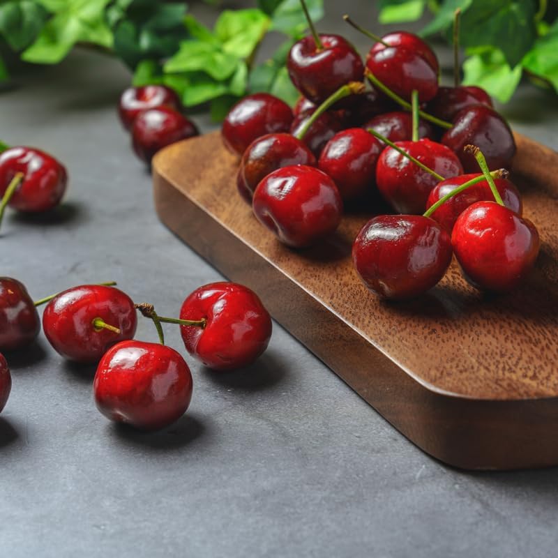 (No Ship to CA,HI,AK) Cherry Tree – Stella Cherry, 2-3 Ft Tall in 3 Gal Container, Cold-Hardy Edible Fruit Tree for Large Pots and Landscapes