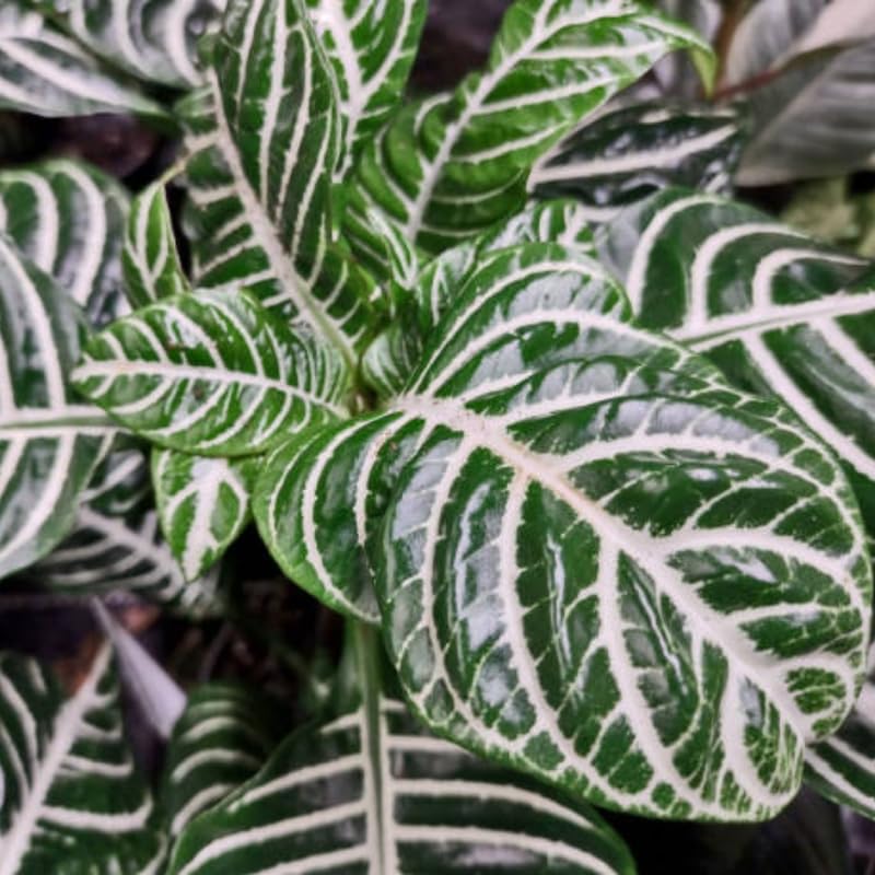 Zebra Aphelandra Plant in 4 Inch Pot, Aphelandra Squarrosa, Real Houseplant for Room & Office, Easy to Grow