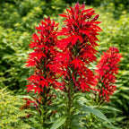 20 Red Cardinal Flower Live Plant Roots, Fast Growing Lobelia Cardinalis,Vibrant Blooms, Perennial Flower Plants for Borders & Outdoor Landscaping