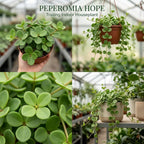 Peperomia Hope Live Plant, 4'' Inch Pot, Easy-Care Peperomia Live Indoor Houseplant, Attractive Trailing Houseplant for Home & Office Décor