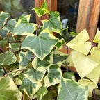 Variegated Wax Ivy Live Plants in 4 Inch Pot | Fast-Growing Ivy for Fresh Indoor | Low-Maintenance Trailing Houseplant for Windowsills, Shelves & Hanging Displays | Easy to Grow
