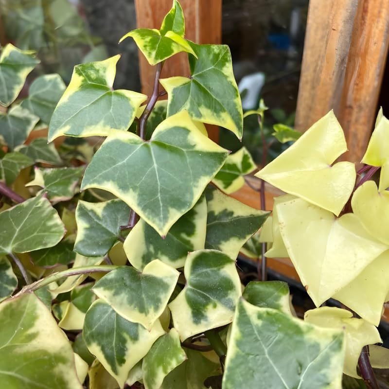 Variegated Wax Ivy Live Plants in 4 Inch Pot | Fast-Growing Ivy for Fresh Indoor | Low-Maintenance Trailing Houseplant for Windowsills, Shelves & Hanging Displays | Easy to Grow