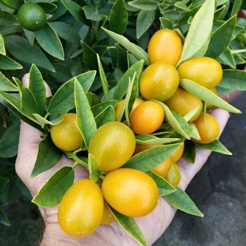 Meiwa Kumquat Tree Live Plants 3 Ft Tall Tall | Fresh Sweet Kumquats | Fragrant Citrus Blooms | Versatile Live Fruit Trees for Outdoor or Patio Planting