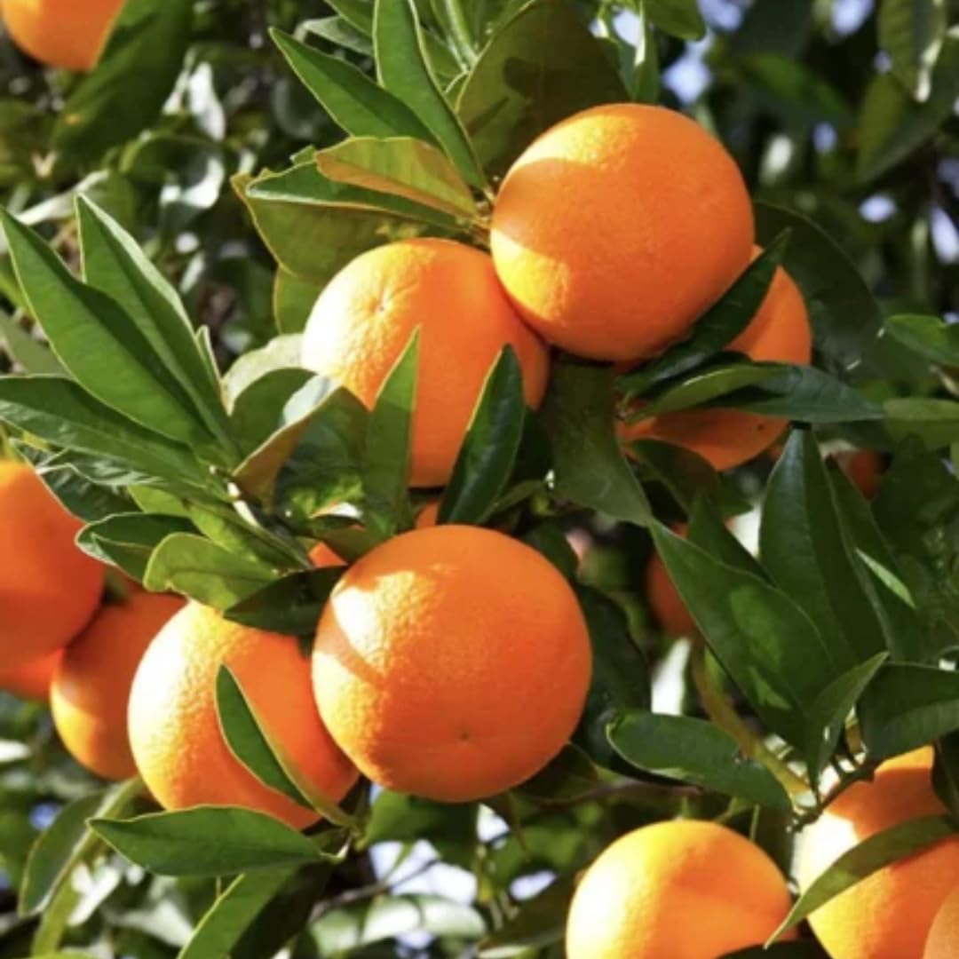 Calamondin Orange Tree | 2.5–3 Feet Tall Live Plant | Easy to Grow Indoor or Outdoor Fruit Tree for Patios, Balconies & Yards | No Ship to CA,HI,AK