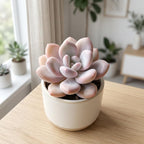Pink Moonstone Succulent, 2 Inch Pot, Vigorous Pachyphytum Oviferum with Chubby Pastel Pink Leaves, Sturdy Low Maintenance Plant for Indoor Desks & Bright Windowsills