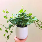 Green English Ivy Live Plants in 4 Inch Pot | Hardy Variegated English Ivy Live Plant for Home & Office Greenery | Low-Maintenance Glacier Ivy Houseplant for Desks, Windowsills & Hanging Displays