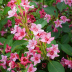2 Pink Weigela Live Plants | 1-2 Feet Tall Bare Root Seedlings | Vibrant Pink Flowering Deciduous Shrub for Backyard and Landscape | Well-Rooted