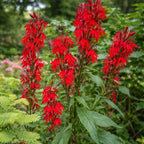 20 Red Cardinal Flower Roots, Easy to Grow, Fast Growing, Perennial Wildflower with Vibrant Blooms, Ideal for Garden Beds & Borders