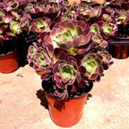 Aeonium Black Rose Plant Live Succulent in 4" Inch Pot | Black Succulents Plants Live | Ideal for Modern Home Décor, Desk Displays & Plant Collections