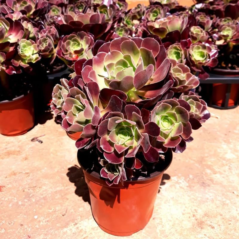 Aeonium Black Rose Plant Live Succulent in 4" Inch Pot | Black Succulents Plants Live | Ideal for Modern Home Décor, Desk Displays & Plant Collections