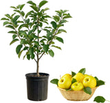 Live Golden Delicious Apple Tree Plant in 3 Gallon Pot, Apple Trees Live Plants Ready to Fruit, Live Fruit Trees for Outdoor Planting (No Ship to CA, HI, AK)