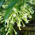 Night Blooming Jasmine Plant Live in 4 Inch Pot | Fragrant Night Blooming Plant | Live Jasmine Plant for Indoor Spaces, Home & Office Décor | Easy to Grow