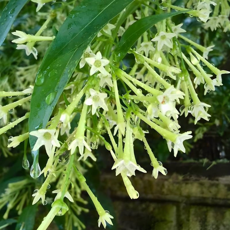 Night Blooming Jasmine Plant Live in 4 Inch Pot | Fragrant Night Blooming Plant | Live Jasmine Plant for Indoor Spaces, Home & Office Décor | Easy to Grow