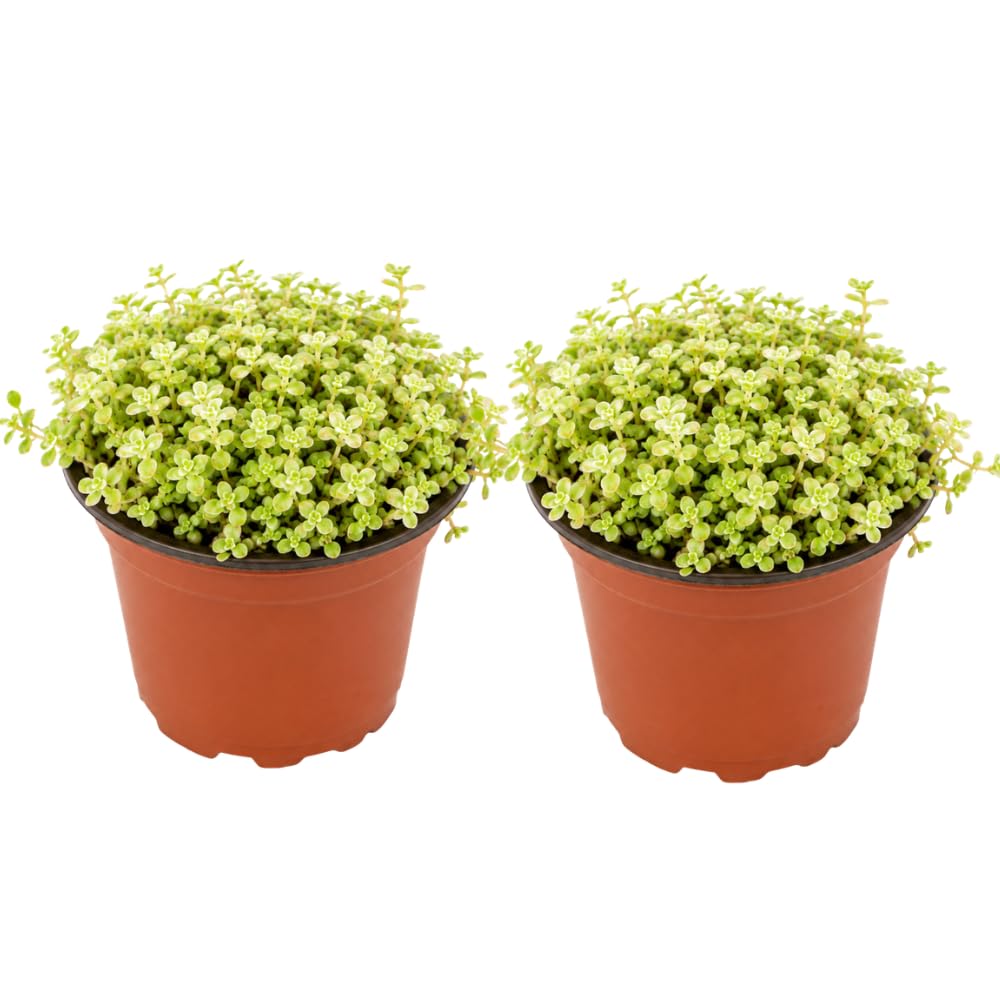 2 Sedum Dasyphyllum Major Succulent Plants, 4 Inch Pot Sedum Plant Live, Hardy, Easy Care Indoor Houseplant, Ideal for Home Décor & Gifts
