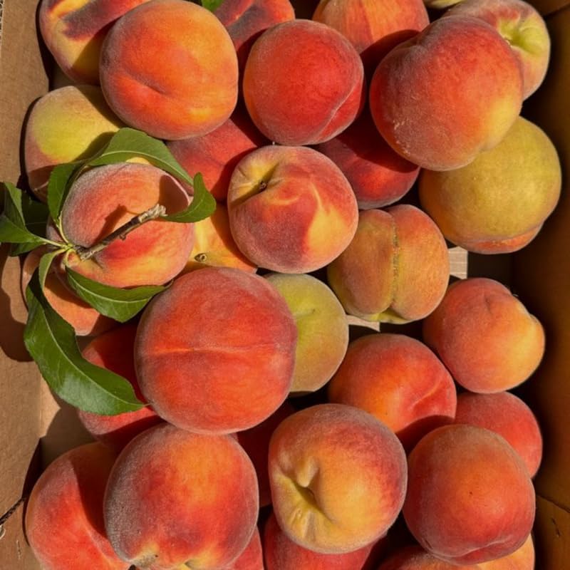 (No Ship to CA,HI,AK) Flordaking Peach Tree Live Plant, 3 Gallon Pot - 3 Ft Tall, Sweet & Juicy Peaches, Self-Pollinating Fruit Tree for Backyard Orchards & Patio Landscaping