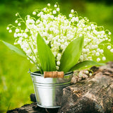 5 Lilly of The Valley Bare Roots, Easy to Grow Lilly of The Valley Plant Root, Fragrant Shade Plant for Outdoor and Indoor Use