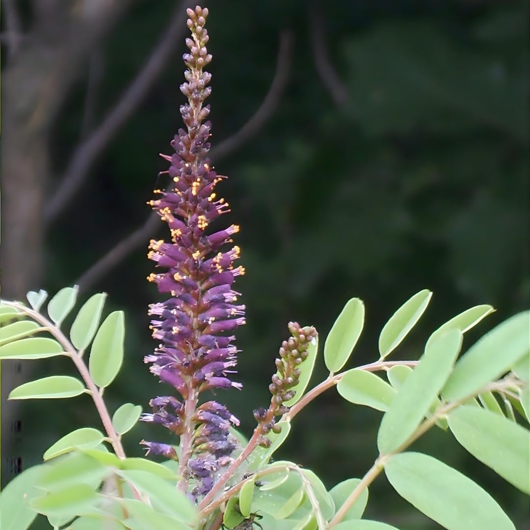 False Indigo Bush Live Plant Trees 6–12 Inch | Vibrant Purple Flower Spikes | Drought-Tolerant Amorpha Fruticosa for Garden Borders & Eco-Friendly Landscaping