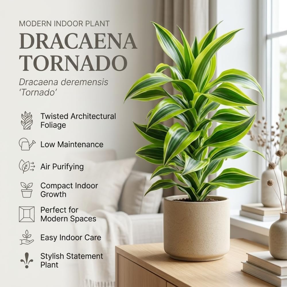 2 Dracaena Tornado Plant, 4" Pot, Easy to Care Low Light Adaptable Décor, Robust Tropical Houseplant, Sturdy Upright Growth