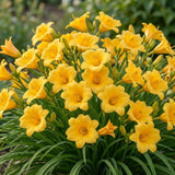 25 Stella de Oro Daylily Roots, Reblooming Yellow Perennial Roots for Garden Borders, Cold-Hardy Miniature Golden Daylily