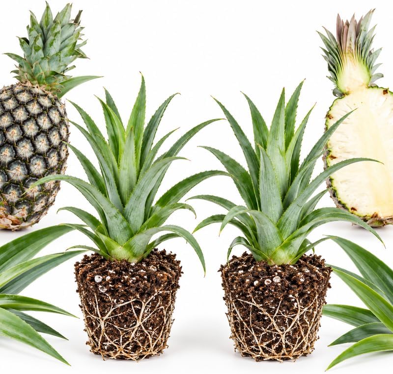 2 Sugarloaf Pineapple Plants Live for Planting, 2-6 Inch Tall