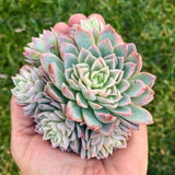 Echeveria Minima Live Succulent in 4 Inch Potted, Plant for Home Office, Wedding Hanging Decoration & DIY Projects