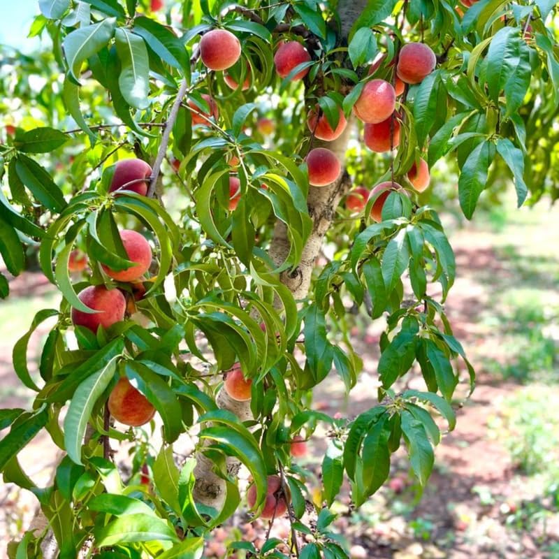 (No Ship to CA,HI,AK) Flordaking Peach Tree Live Plant, 3 Gallon Pot - 3 Ft Tall, Sweet & Juicy Peaches, Self-Pollinating Fruit Tree for Backyard Orchards & Patio Landscaping