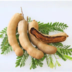 No Ship to CA, HI, AK, Sour Tamarind Tree Live Plant, 2-3 Foot Tall Potted Plant, 3 Gallon Size, Easy Care Tropical Greenery, Fruit Tree for Home Landscapes
