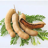 Sweet Tamarind Tree Live Plant, 1 Feet Tall Potted Plant, 1 Gallon Size, Easy Care Tropical Greenery, Fruit Tree for Home Landscapes (No Ship to CA,HI,AK)