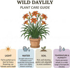 10 Wild Daylily Plants Live Roots, Fast Growing, Hardy Perennial Flowers, Ideal for Border Gardens, Beds & Outdoor Landscaping