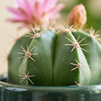 2 Live Cactus Plants Gold Ladyfinger Mammillaria Elongata, 4" Pot, Fully Rooted, Low Maintenance Rare Succulent Plant Live, Ideal for Succulent Collections & Indoor Décor