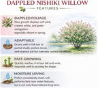 Japanese Dappled Willow Shrub Plant Live, 4 Inch Pot, Easy Care Salix Integra “Hakuro Nishiki”, Ornamental Deciduous Plant Ideal for Hedges, Borders & Outdoor Landscaping