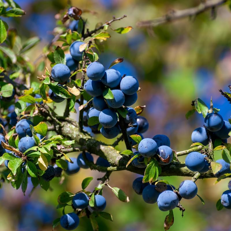 (No Ship to CA, HI, AK) Blueberries Tree Live Plants, 1-2 Feet Tall (2 Gal Pot) - Sweet Blue Berries Live Plants for Planting Outdoor