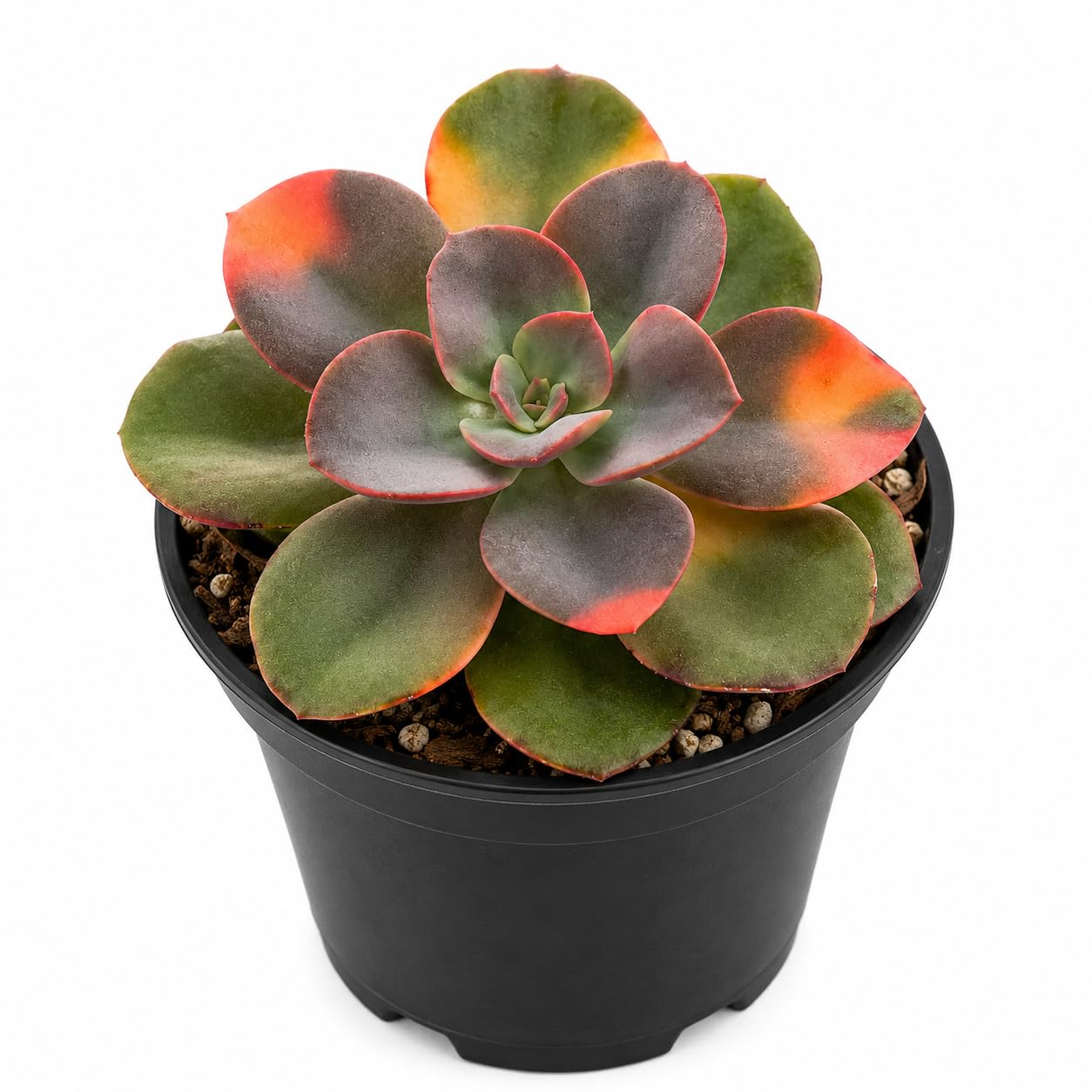Echeveria Chroma Succulent Plant Live, 2 Inch Pot, Unique Live Succulent, Low Maintenance, Easy Care, Beautiful Indoor Houseplant, Ideal for Home Décor & Gifts