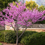 Redbud Tree Live Plant 6–12 Inch | Fast-Growing Spring-Blooming Ornamental Redbud | Low-Maintenance Starter Tree for Home Gardens, Patios & Outdoor Landscaping