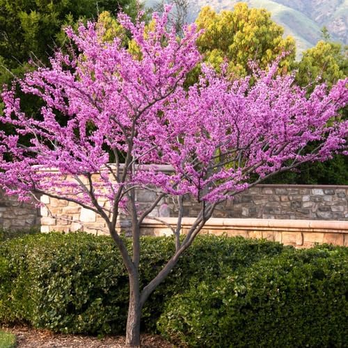 Redbud Tree Live Plant 6–12 Inch | Fast-Growing Spring-Blooming Ornamental Redbud | Low-Maintenance Starter Tree for Home Gardens, Patios & Outdoor Landscaping
