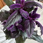 Gynura Purple Passion Live House Plant, 4-8" Rooted Plants, 2 Per Pack, Soft Purple Textured Leaves, Fast Growing & Easy Care