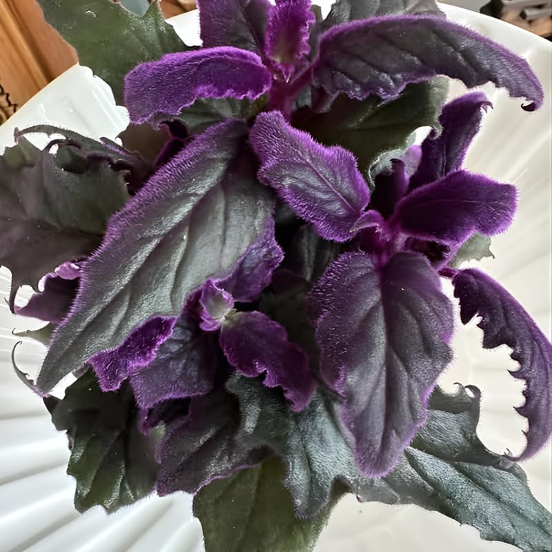 Gynura Purple Passion Live House Plant, 4-8" Rooted Plants, 2 Per Pack, Soft Purple Textured Leaves, Fast Growing & Easy Care