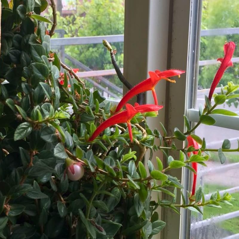 Live Goldfish Cactus Plant (Columnea Long Leaf) 4-6 Inch Tall | Long Leaf Variety, Flowering Trailing Plant Suitable for Gifts & Ideal for Home Interiors