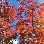 2-Pack Chinese Pistachio Live Bare Root Seedlings | 12-24" Rooted Cuttings | Drought-Tolerant Native Alternative Shade Tree