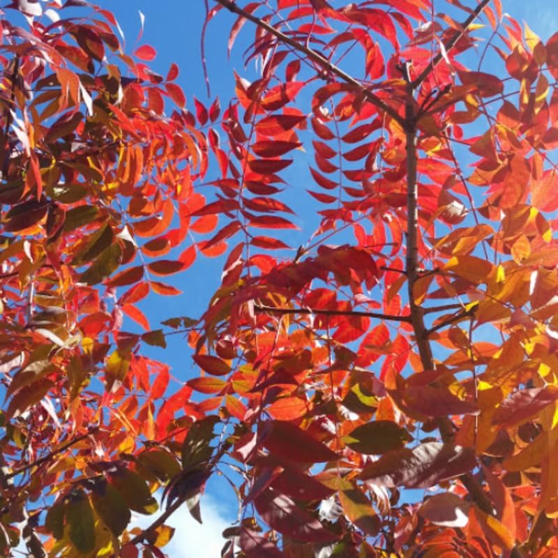 2-Pack Chinese Pistachio Live Bare Root Seedlings | 12-24" Rooted Cuttings | Drought-Tolerant Native Alternative Shade Tree